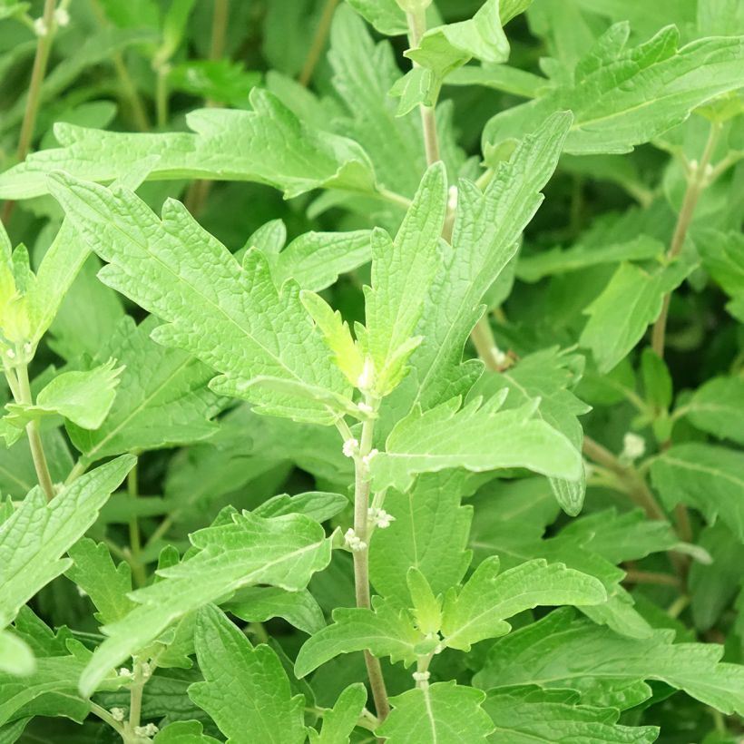 Bartblume Blue Balloon - Caryopteris clandonensis (Laub)