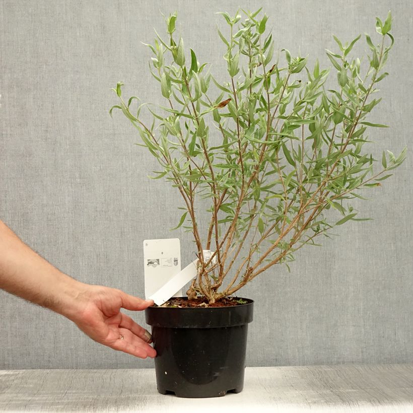Exemplar von Bartblume First Choice - Caryopteris clandonensis Topf mit 2L/3L wie im Sommer geliefert