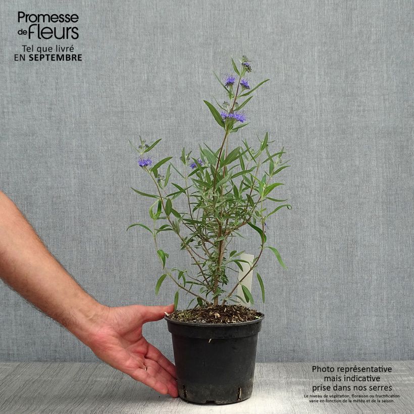 Exemplar von Bartblume Kew Blue - Caryopteris clandonensis Topf mit 2L/3L wie im Herbst geliefert