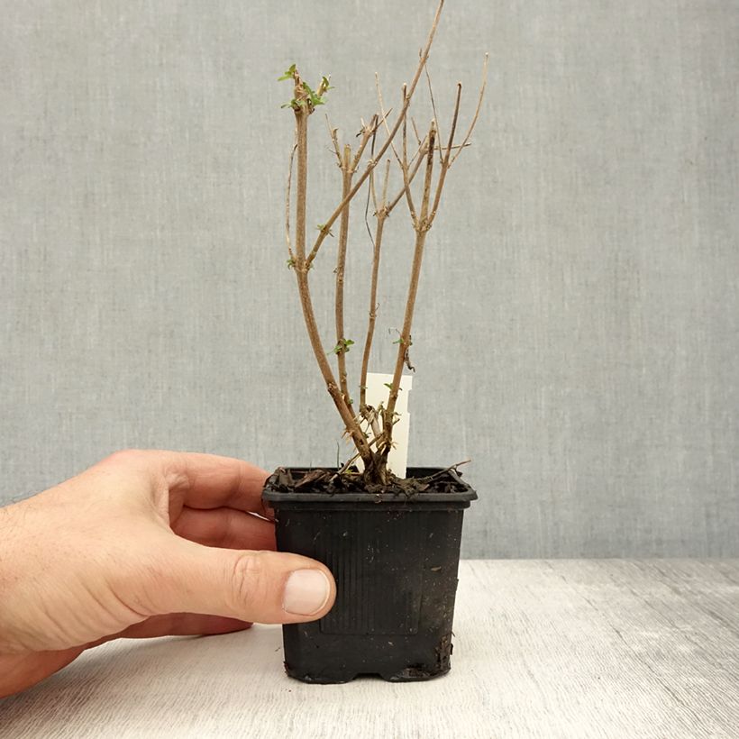 Exemplar von Bartblume Stephi - Caryopteris clandonensis Kleine Töpfe von 8/9 cm wie im Herbst geliefert