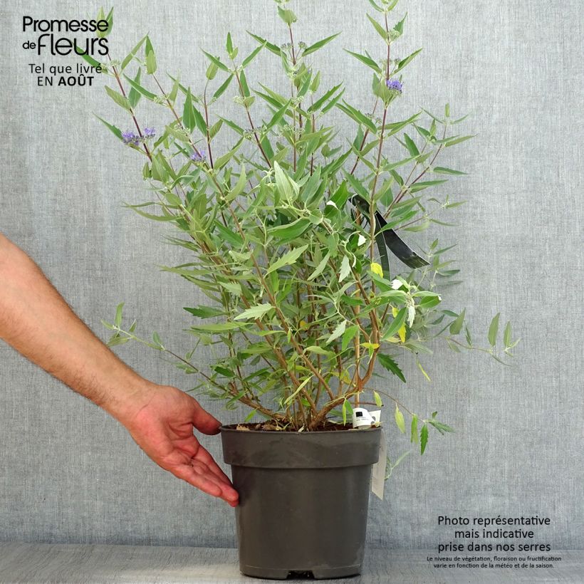 Exemplar von Bartblume Blauer Spatz - Caryopteris clandonensis Topf mit 3L/4L wie im Sommer geliefert