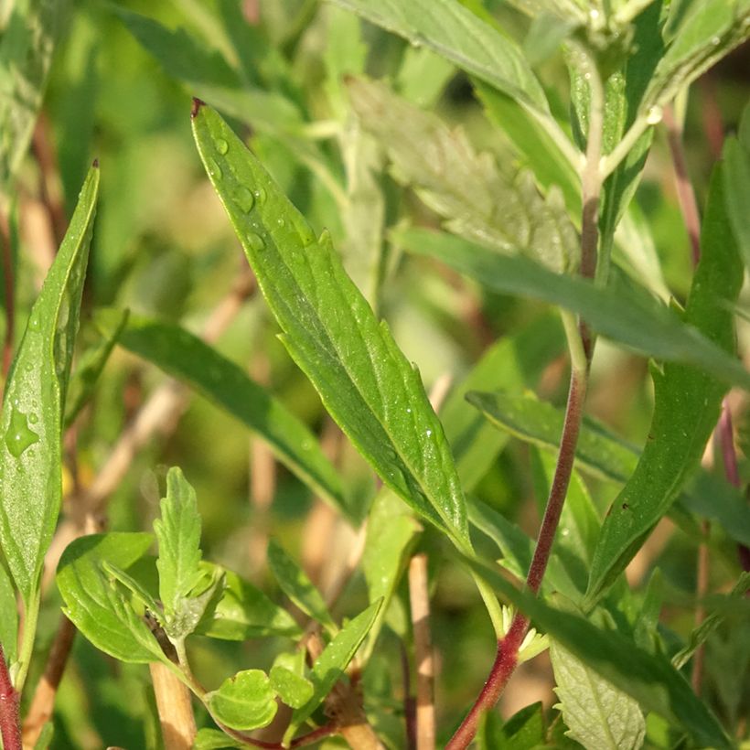 Bartblume Blauer Spatz - Caryopteris clandonensis (Laub)