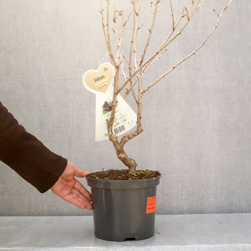 Exemplar von Jostabeere Jostaberry Topf mit 4L/5L wie im Winter geliefert