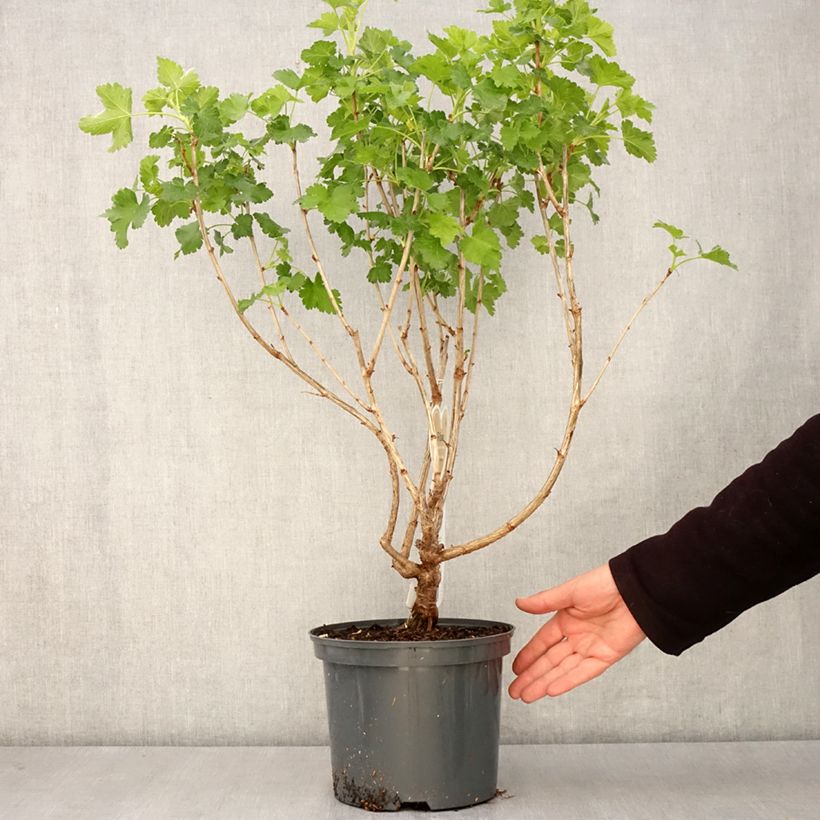 Exemplar von Jostabeere Jostaberry Topf mit 4L/5LGelieferte Höhe ca. 60/80cm wie im Frühjahr geliefert