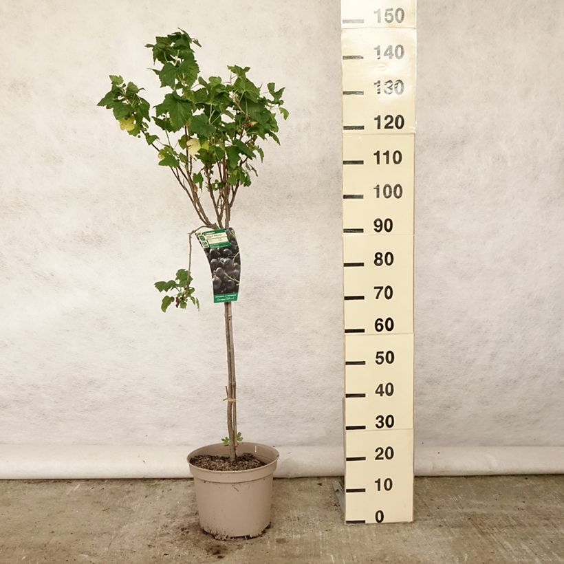 Exemplar von Schwarze Johannisbeere Delbard Robusta delindmoi Topf mit 7,5L/10L, 1/4 Stängel wie im Sommer geliefert
