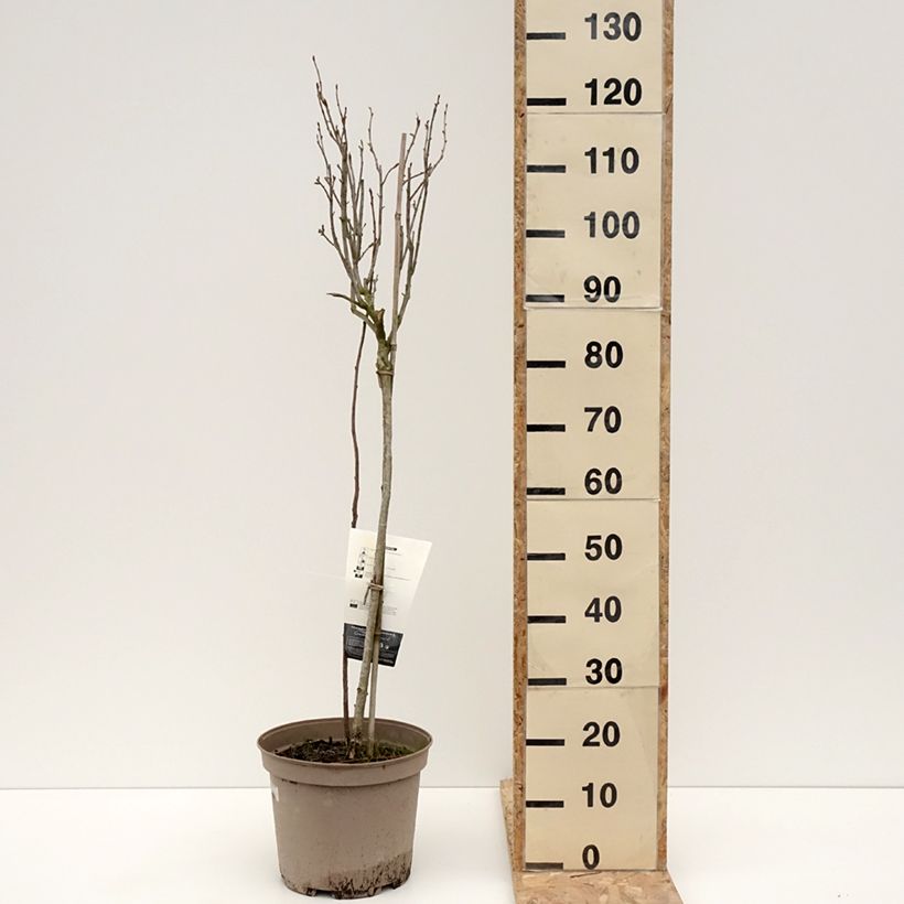 Exemplar von Schwarze Johannisbeere Delbard Robusta delindmoi Topf mit 7,5L/10L, 1/4 StängelGelieferte Höhe ca. 100/120cm wie im Winter geliefert
