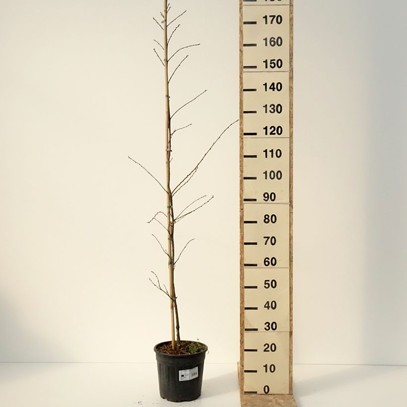 Exemplar von Castanea sativa Aspleniifolia - Echte Kastanie Topf mit 7,5L/10LGelieferte Höhe ca. 100/120cm wie im Winter geliefert