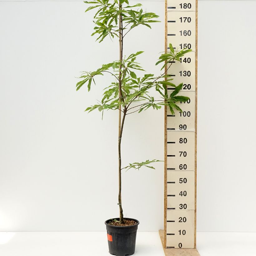 Exemplar von Castanea sativa Aspleniifolia - Echte Kastanie Topf mit 7,5L/10L wie im Frühjahr geliefert