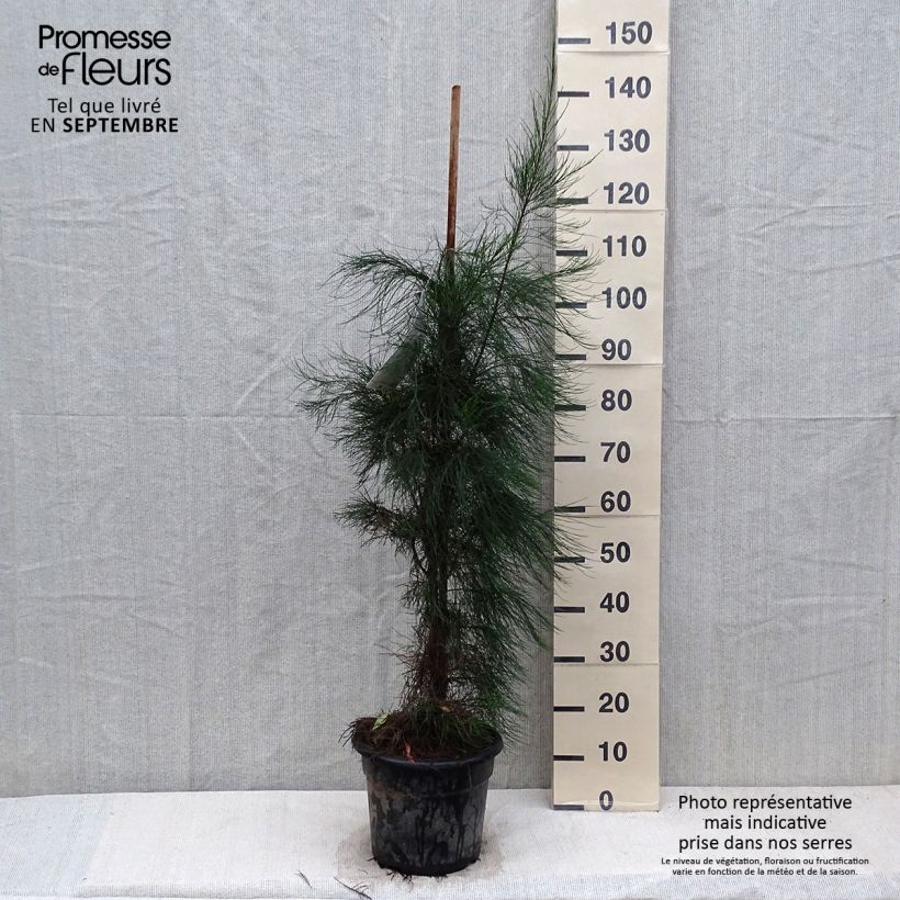 Exemplar von Casuarina equisetifolia - Schachtelhalmblättrige Kasuarine Topf mit 7,5L/10L wie im Herbst geliefert