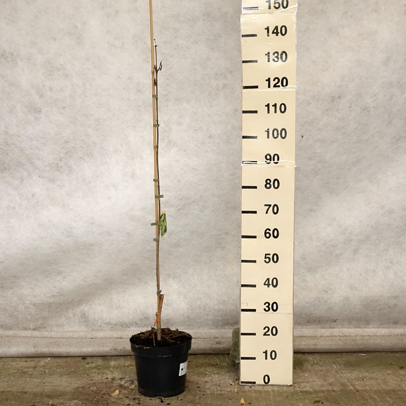 Exemplar von Prächtiger Trompetenbaum Pulverulenta - Catalpa speciosa Topf mit 7,5L/10L wie im Herbst geliefert
