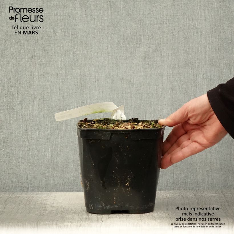 Exemplar von Cautleya spicata Robusta - Gingembre de l'Himalaya Pot de 3L wie im Frühjahr geliefert