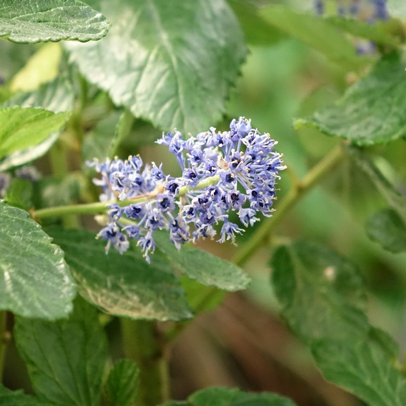 Säckelblume Trewithen Blue - Ceanothus arboreus (Blüte)