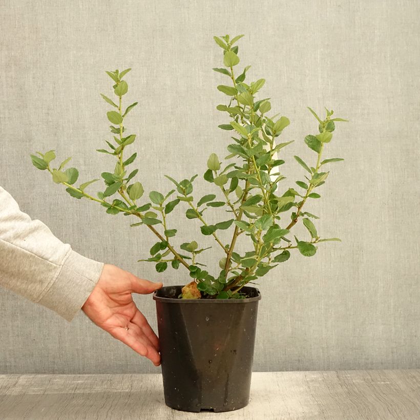 Exemplar von Säckelblume Trewithen Blue - Ceanothus arboreus Topf mit 4L/5L wie im Herbst geliefert