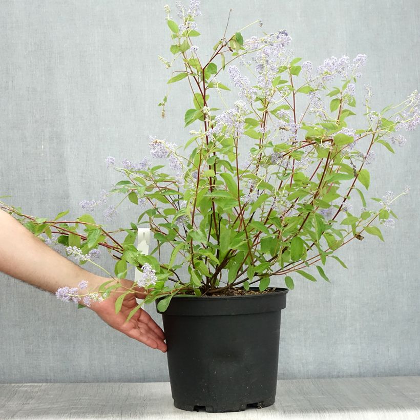 Exemplar von Säckelblume Gloire de Versailles - Ceanothus delilianus Topf mit 7,5L/10L wie im Sommer geliefert