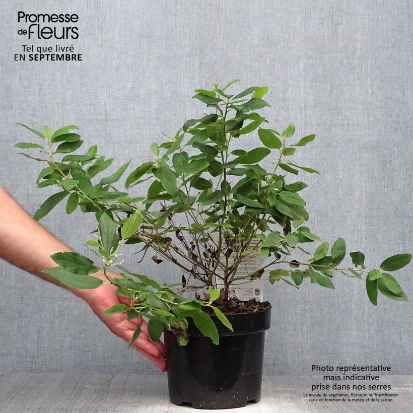 Exemplar von Säckelblume Marie Blue - Ceanothus pallidus Topf mit 3L/4L wie im Herbst geliefert