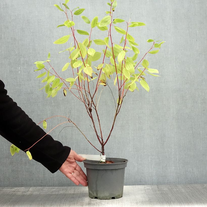 Exemplar von Rosa Säckelblume Marie Simon - Ceanothus pallidus Topf mit 7,5L/10L wie im Herbst geliefert