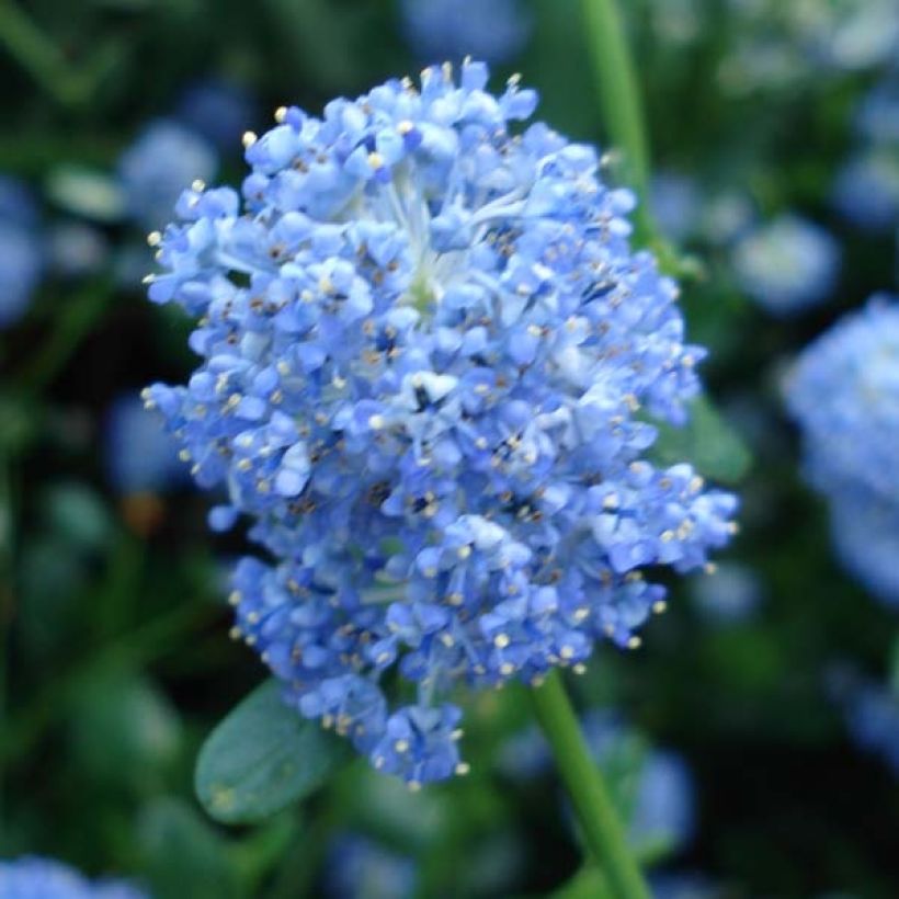 Säckelblume Skylark - Ceanothus (Blüte)