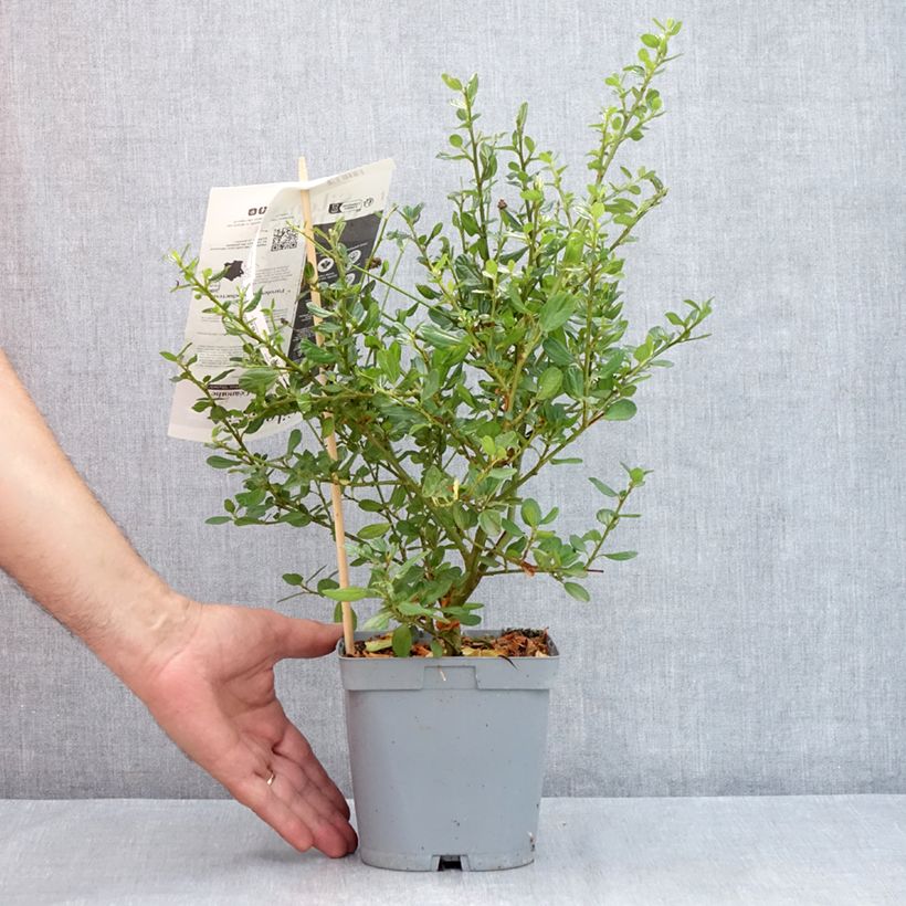 Exemplar von Säckelblume Skylark - Ceanothus Topf mit 2L/3L wie im Sommer geliefert