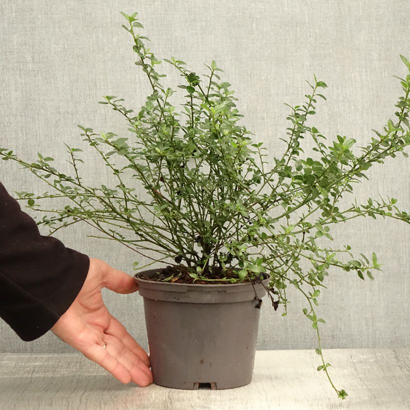 Exemplar von Kalifornischer Flieder Snow Flurries - Ceanothus thyrsiflorus Topf mit 2L/3L wie im Herbst geliefert