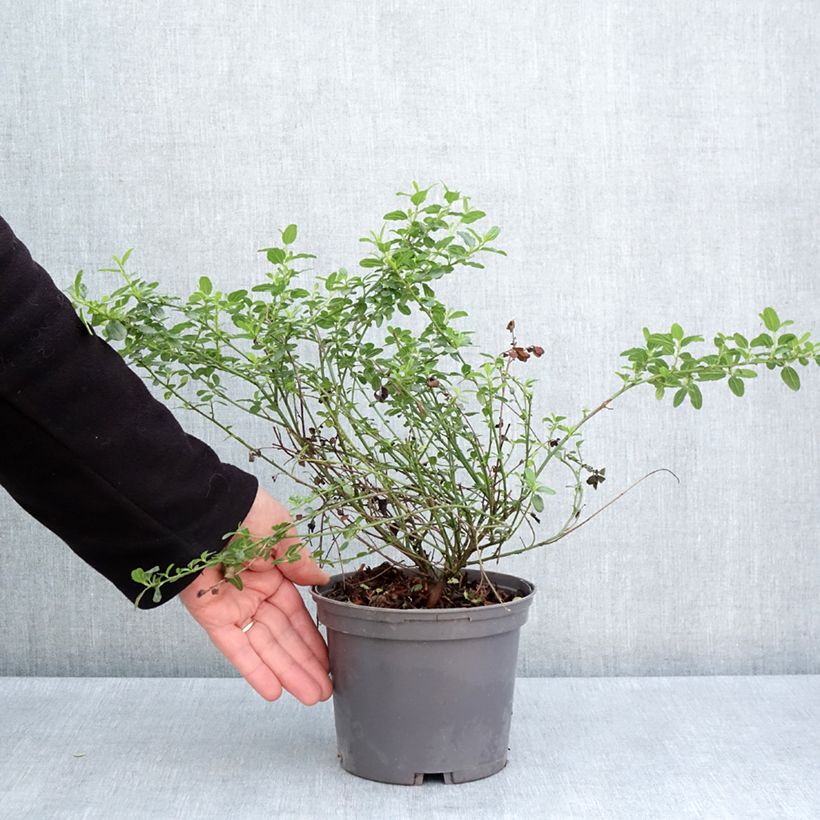 Exemplar von Kalifornischer Flieder Snow Flurries - Ceanothus thyrsiflorus Topf mit 2L/3LGelieferte Höhe ca. 40/50cm wie im Frühjahr geliefert