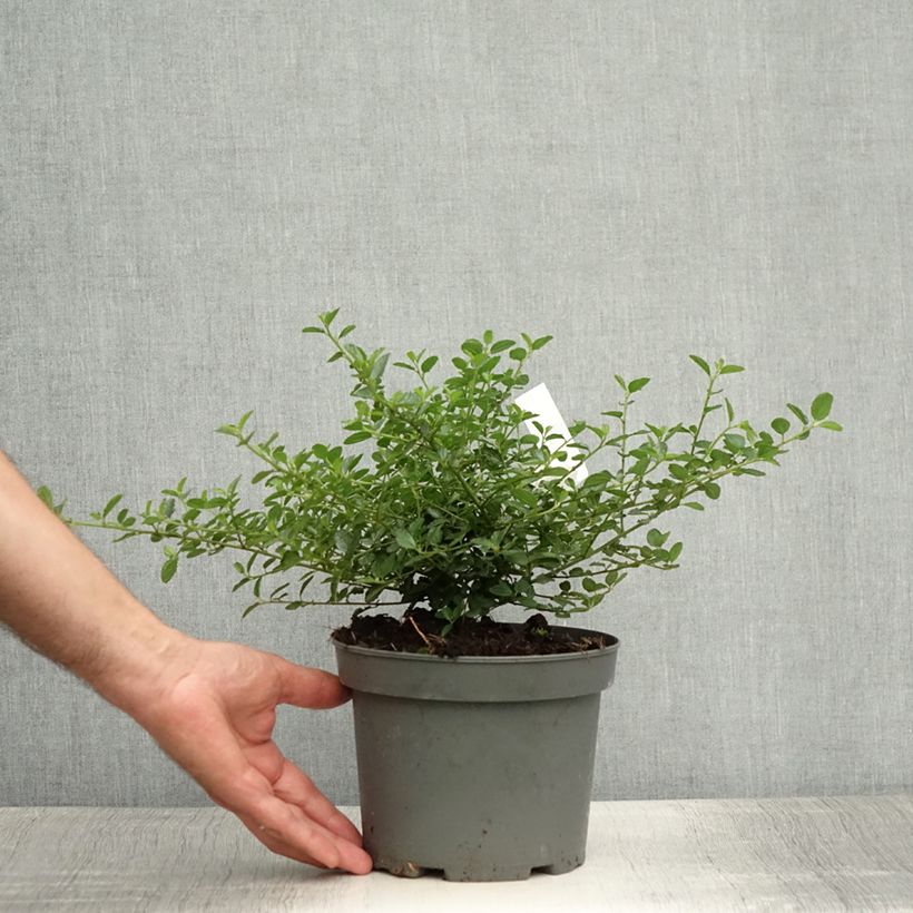 Exemplar von Kriechende Säckelblume Repens - Ceanothus thyrsiflorus Topf mit 2L/3L wie im Sommer geliefert