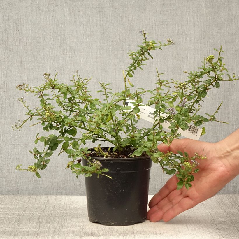 Exemplar von Säckelblume Blue Mound - Ceanothus Topf mit 2L/3L wie im Sommer geliefert