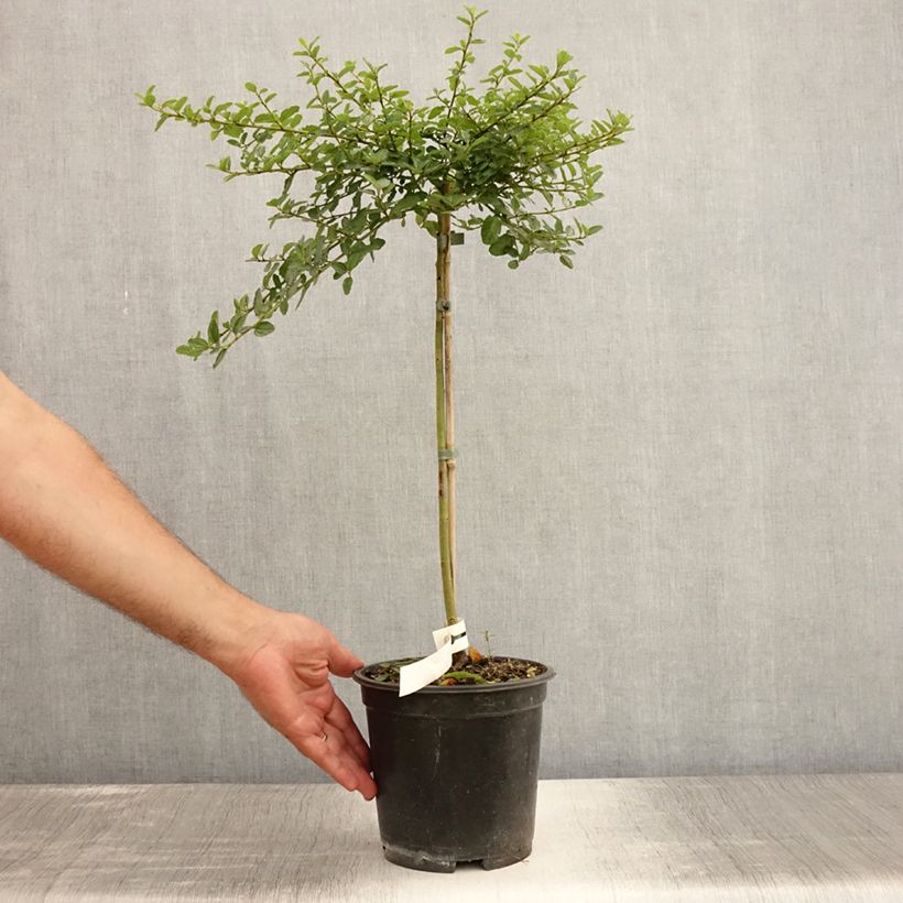 Exemplar von Säckelblume Blue Mound - Ceanothus Topf mit 3L/4L wie im Sommer geliefert