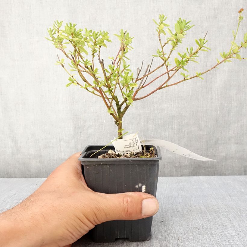 Exemplar von Säckelblume Italian Skies - Ceanothus foliosus Kleine Töpfe von 8/9 cm wie im Sommer geliefert