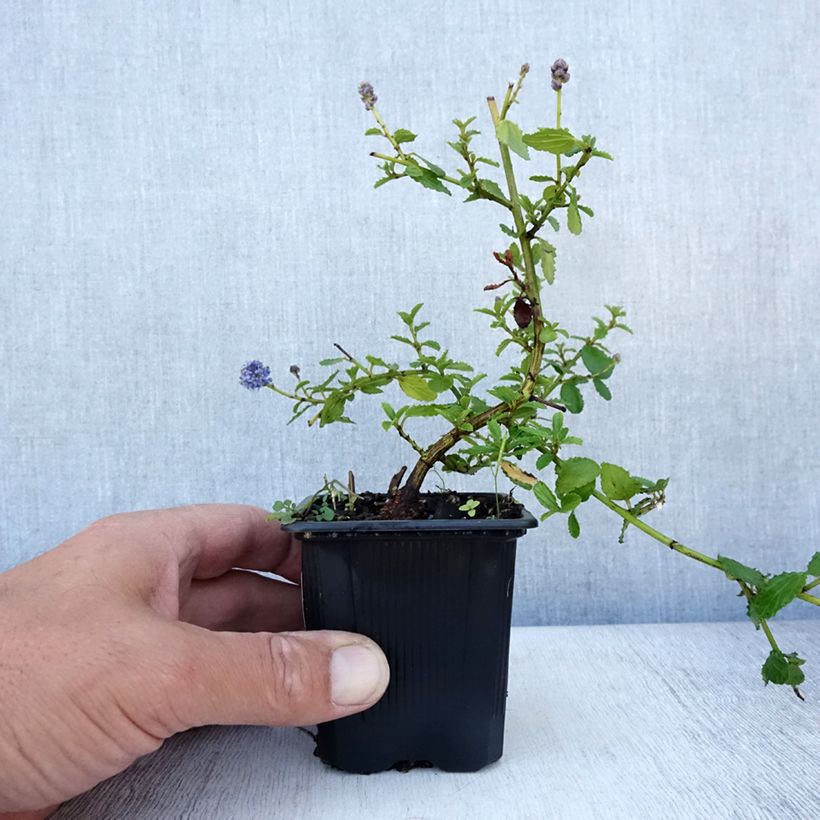 Exemplar von Kriechende Säckelblume Repens - Ceanothus thyrsiflorus Kleine Töpfe von 8/9 cm wie im Sommer geliefert