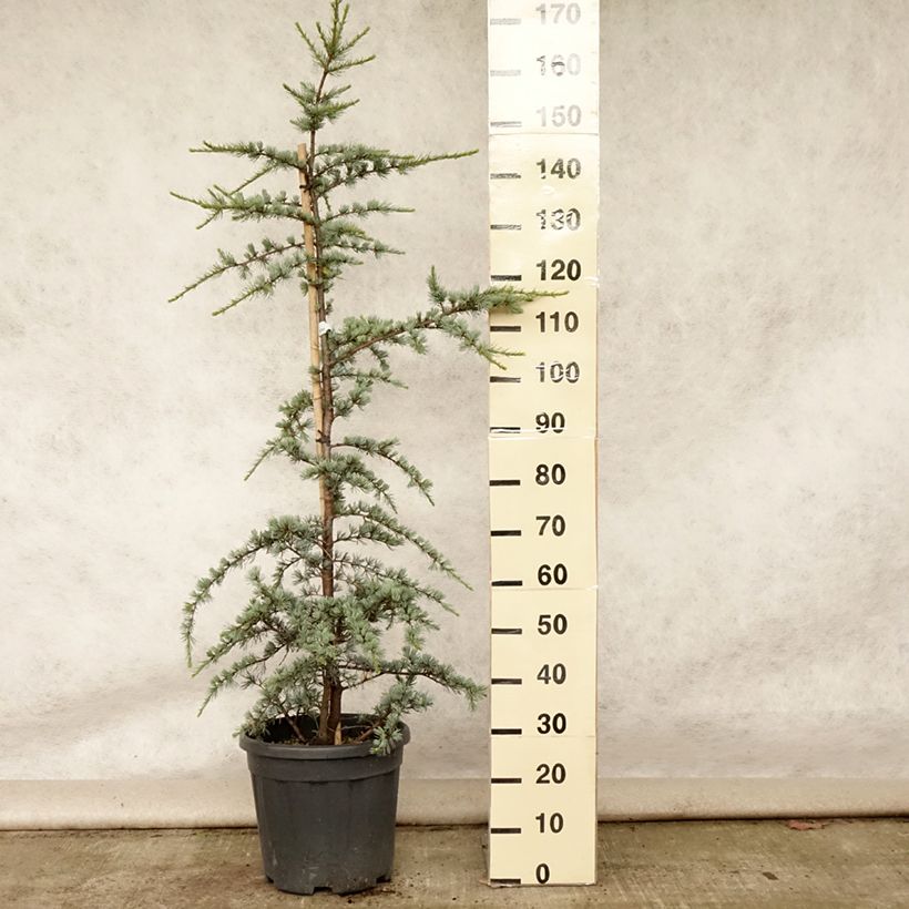 Exemplar von Cedrus libani subsp. atlantica Glauca - Atlas-Zeder Topf mit 7,5L/10L wie im Sommer geliefert