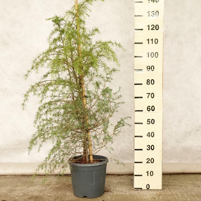Exemplar von Cedrus deodara - Himalaya-Zeder Topf mit 12L/15L wie im Sommer geliefert