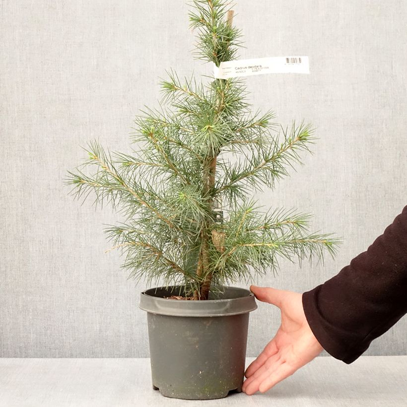 Exemplar von Cedrus deodara - Himalaya-Zeder Topf mit 3L/4LGelieferte Höhe ca. 90/100cm wie im Frühjahr geliefert