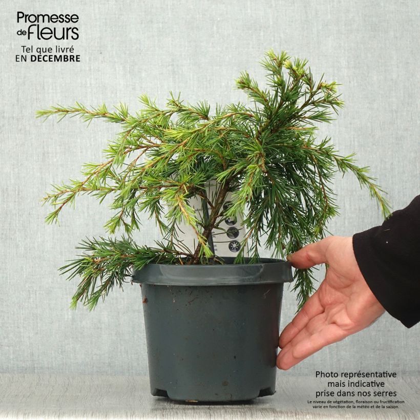 Exemplar von Cedrus deodara Feeling Blue - Himalaya-Zeder Topf mit 3L/4L wie im Herbst geliefert