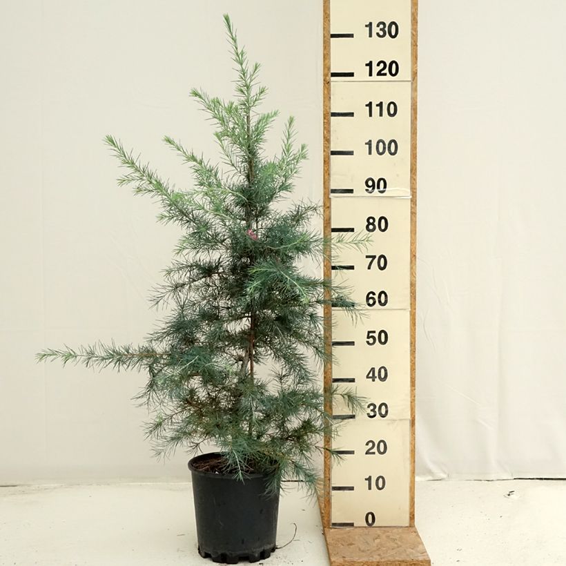 Exemplar von Cedrus deodara Pendula - Himalaya-Zeder Topf mit 7,5L/10L wie im Sommer geliefert