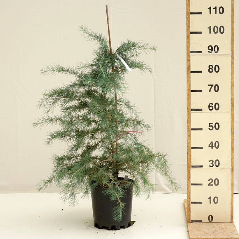 Exemplar von Cedrus deodara Pendula - Himalaya-Zeder Topf mit 7,5L/10L wie im Frühjahr geliefert