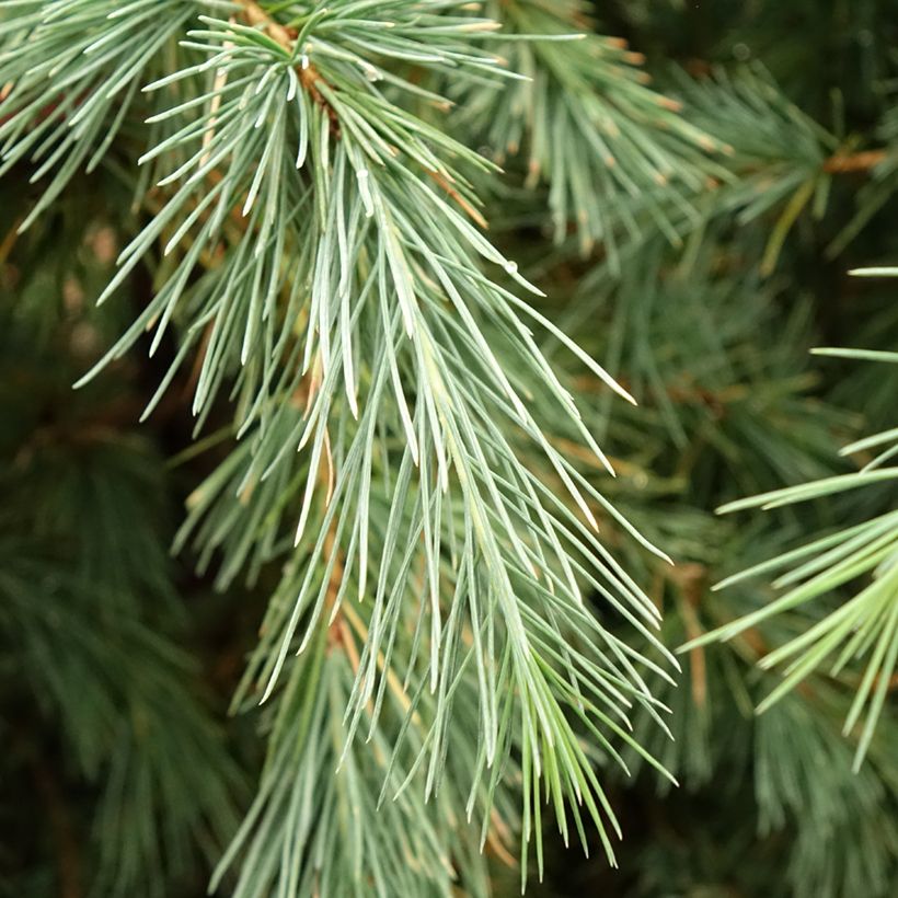 Cedrus deodara Pendula - Himalaya-Zeder (Laub)