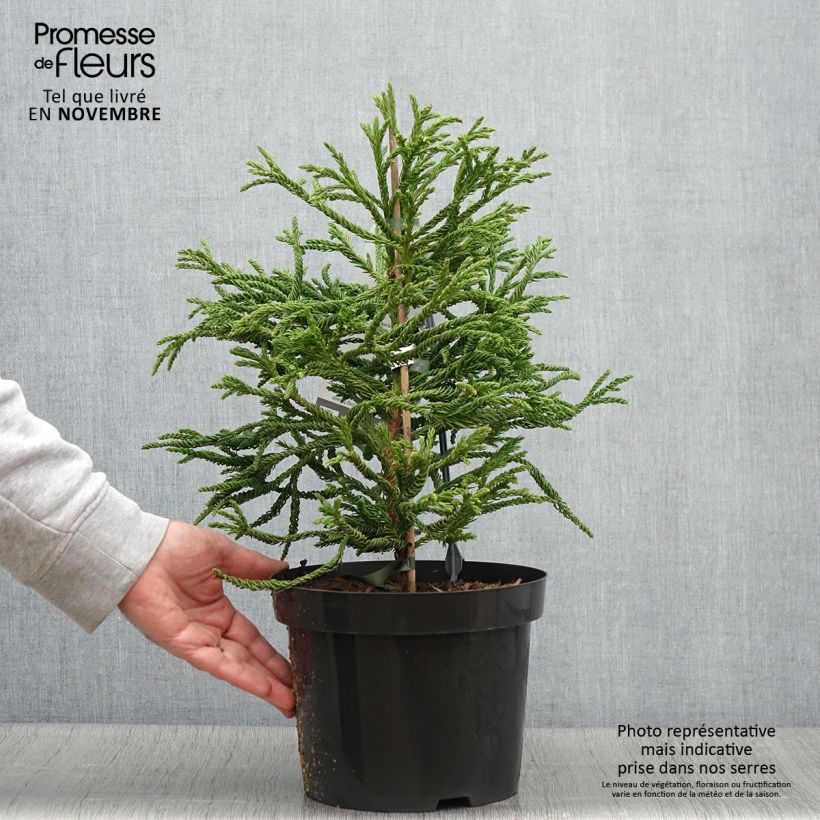 Exemplar von Cryptomeria japonica Spiralis Topf mit 4L/5L wie im Herbst geliefert
