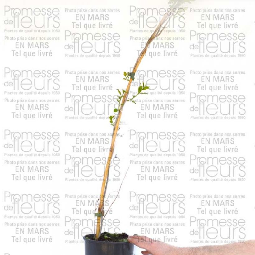 Beispiel eines Exemplars von Celastrus scandens Autumn Revolution - Amerikanisches Bittersüß Topf mit 2L/3L wie geliefert