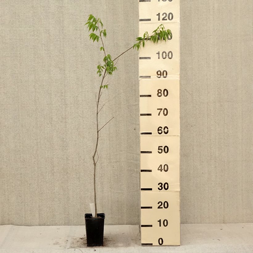 Exemplar von Celtis australis - Südlicher Zürgelbaum Kleine Töpfe von 8/9 cm wie im Sommer geliefert