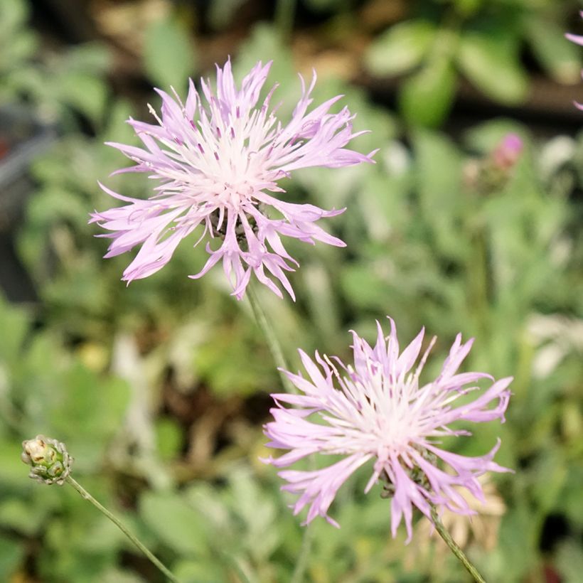 Centaurea bella - Silber-Flockenblume (Blüte)