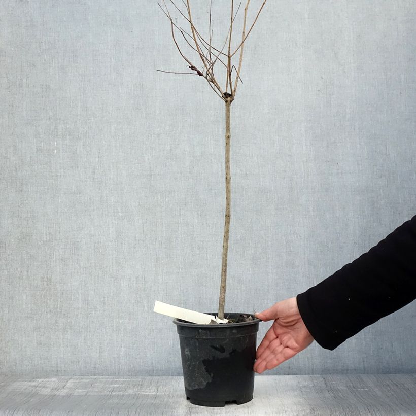 Exemplar von Cephalanthus occidentalis - Knopfbusch Topf mit 3L/4L wie im Herbst geliefert