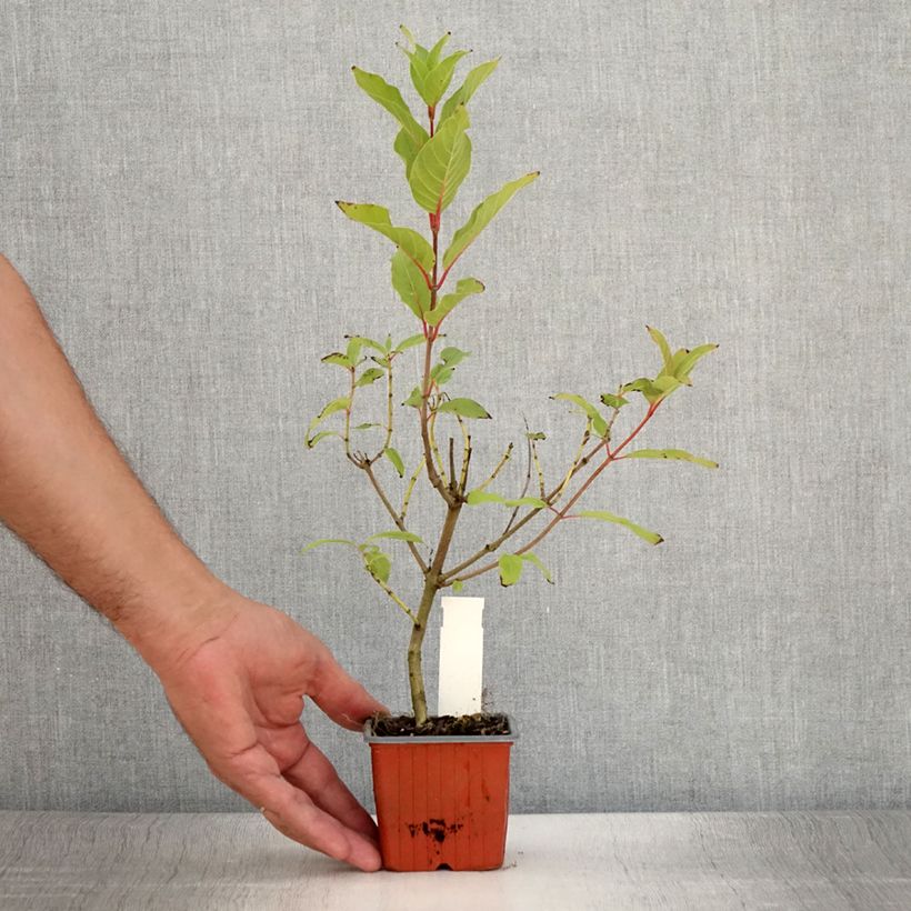 Exemplar von Cephalanthus occidentalis Moonlight Fantasy - Knopfbusch Kleine Töpfe von 8/9 cm wie im Sommer geliefert
