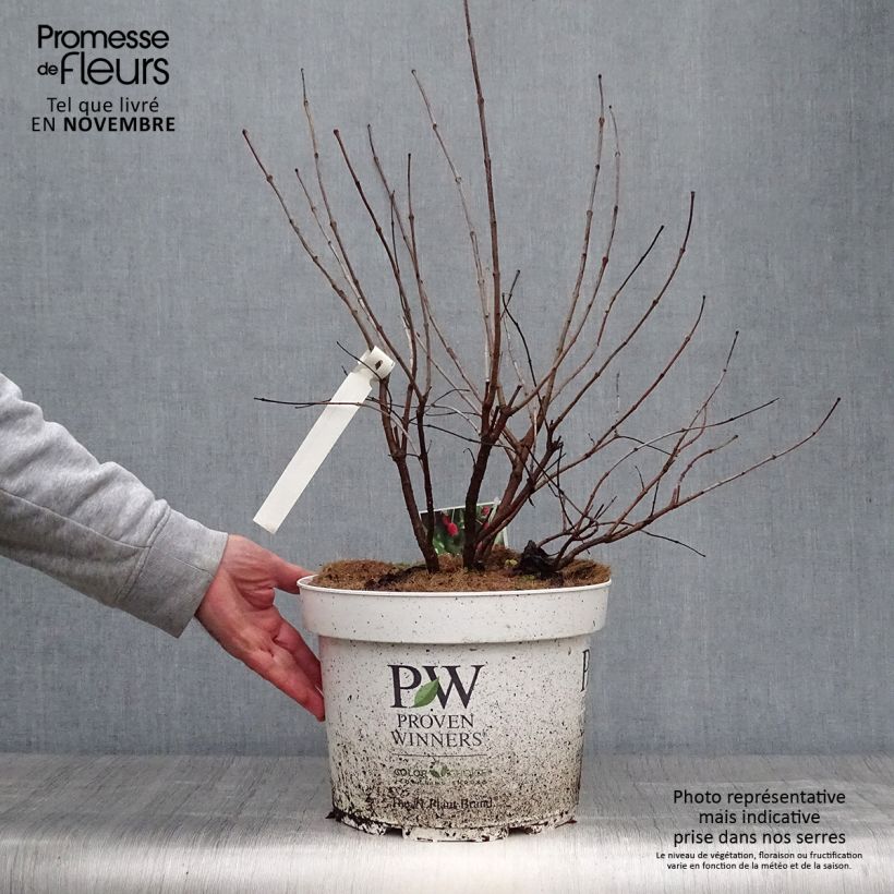 Exemplar von Cephalanthus occidentalis Sugar Shack - Knopfbusch Topf mit 7,5L/10L wie im Herbst geliefert