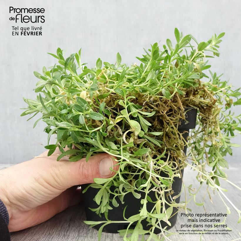 Exemplar von Cerastium tomentosum var columnae - Filziges Hornkraut Topf mit 2L/3L wie im Winter geliefert
