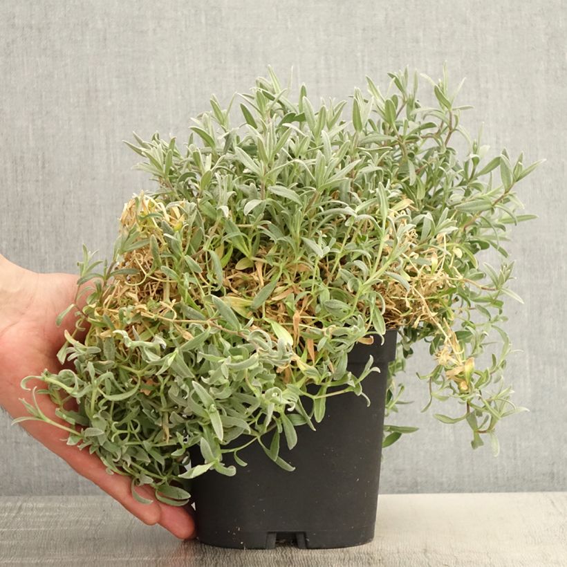 Exemplar von Cerastium tomentosum var columnae - Filziges Hornkraut Topf mit 2L/3L wie im Frühjahr geliefert