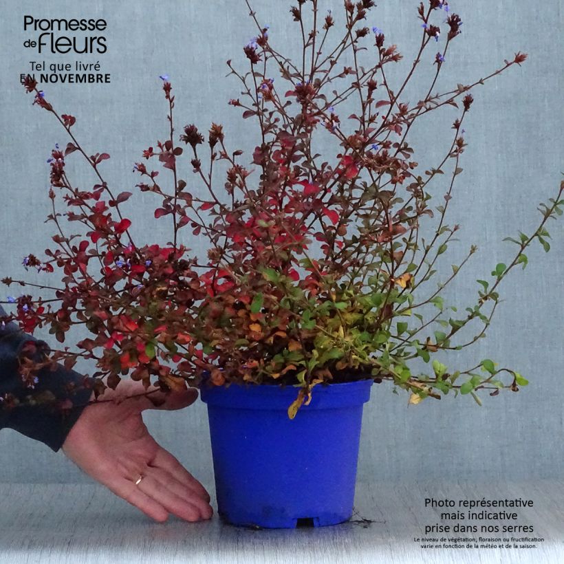 Exemplar von Ceratostigma griffithii - Hornbleiwurz Topf mit 2L/3L wie im Herbst geliefert