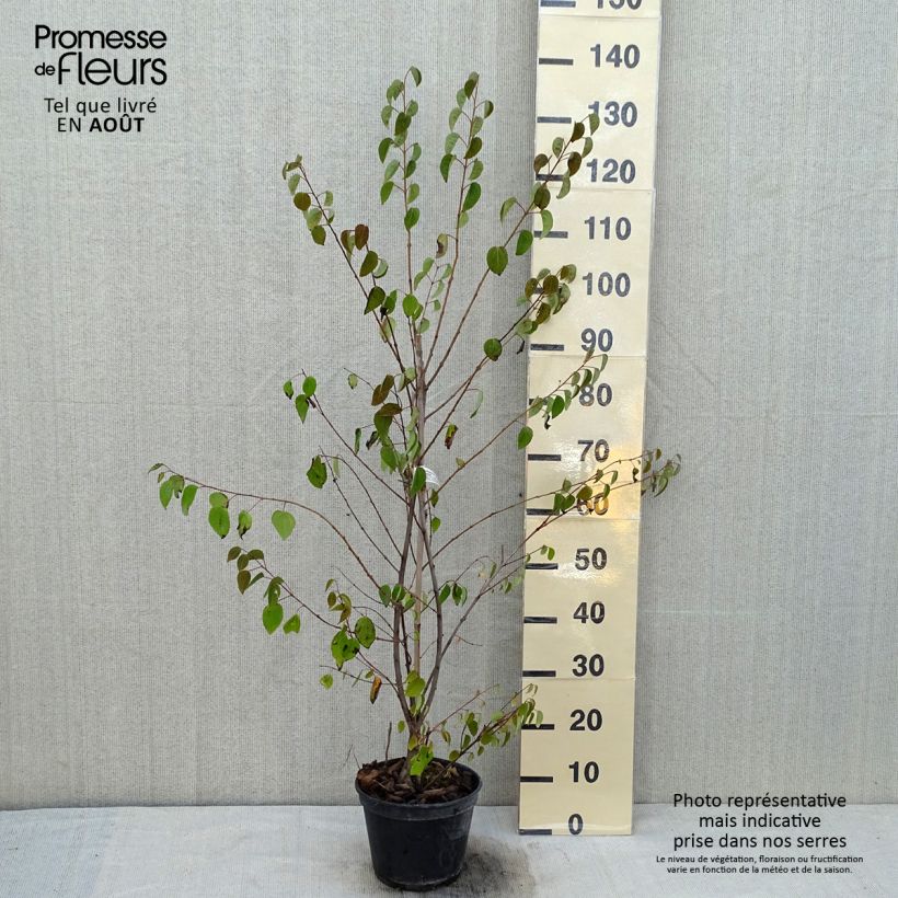 Exemplar von Japanischer Kuchenbaum Glowball - Cercidiphyllum japonicum Topf mit 4L/5L wie im Sommer geliefert