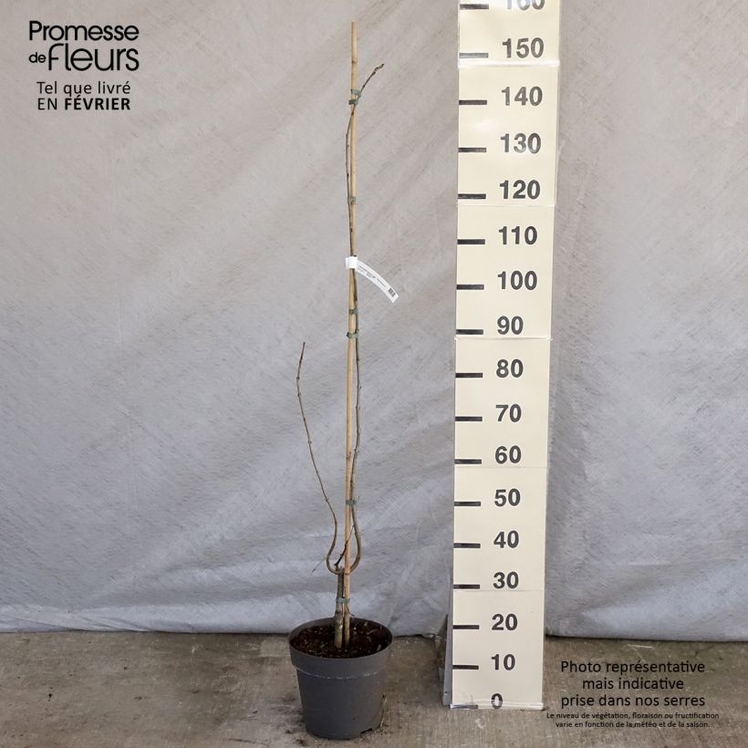 Exemplar von Japanischer Kuchenbaum Pendulum - Cercidiphyllum japonicum Topf mit 4L/5L wie im Winter geliefert