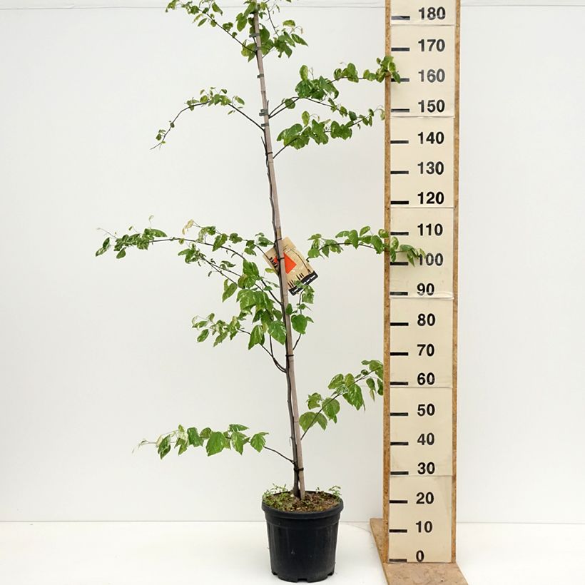 Exemplar von Kanadischer Judasbaum Alley Cat - Cercis canadensis Topf mit 7,5L/10L wie im Frühjahr geliefert