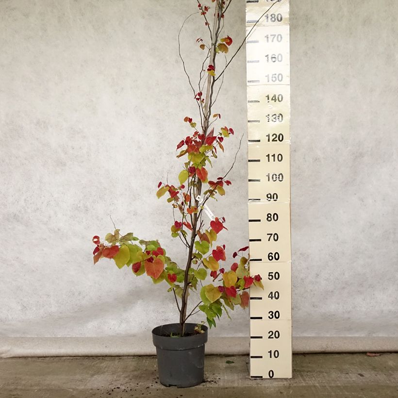 Exemplar von Kanadischer Judasbaum Eternal Flame - Cercis canadensis Topf mit 12L/15L wie im Sommer geliefert